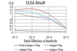 Black line: Control Antigen (100 ng), Purple line: Antigen(10 ng), Blue line: Antigen (50 ng), Red line: Antigen (100 ng), (ATG16L1 antibody  (AA 11-257))