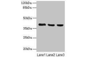 Western blot All lanes: C9orf64 antibody at 1 μg/mL Lane 1: Hela whole cell lysate Lane 2: K562 whole cell lysate Lane 3: HepG2 whole cell lysate Secondary Goat polyclonal to rabbit IgG at 1/10000 dilution Predicted band size: 40 kDa Observed band size: 40 kDa