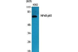 Western Blot (WB) analysis of specific cells using NFkappaB-p65 Polyclonal Antibody. (NF-kB p65 antibody  (Thr72))