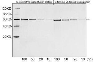 Image no. 3 for anti-V5 Epitope Tag antibody (ABIN294568) (V5 Epitope Tag antibody)