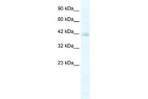 WB Suggested Anti-KCTD18 Antibody Titration:  5. (KCTD18 antibody  (N-Term))
