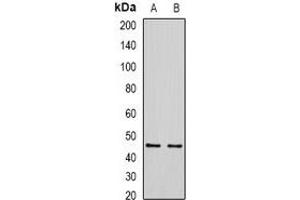 Western blot analysis of SIRT7 expression in HEK293T (A), Hela (B) whole cell lysates. (SIRT7 antibody)
