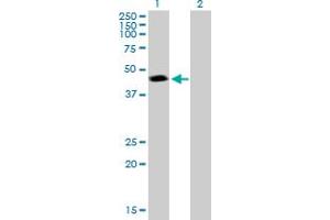 Western Blot analysis of PSMC3 expression in transfected 293T cell line by PSMC3 MaxPab polyclonal antibody. (PSMC3 antibody  (AA 1-439))