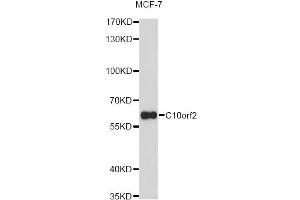 Western blot analysis of extracts of MCF-7 cells, using C10orf2 Antibody (ABIN1876491) at 1:1000 dilution. (C10orf2 antibody)