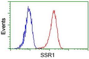Image no. 2 for anti-Signal Sequence Receptor, alpha (SSR1) antibody (ABIN1501154)
