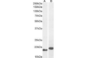 (ABIN184799) (0. (ARL2 antibody  (C-Term))
