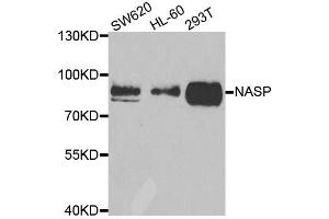 Western blot analysis of extracts of various cell lines, using NASP antibody. (NASP antibody  (AA 180-449))
