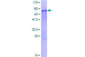 Allantoicase Protein (ALLC) (AA 1-409) (GST tag)
