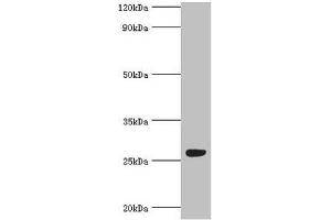 Western blot All lanes: Fibroblast growth factor-binding protein 1 antibody at 5 μg/mL + Mouse skeletal muscle tissue Secondary Goat polyclonal to rabbit IgG at 1/10000 dilution Predicted band size: 26 kDa Observed band size: 26 kDa