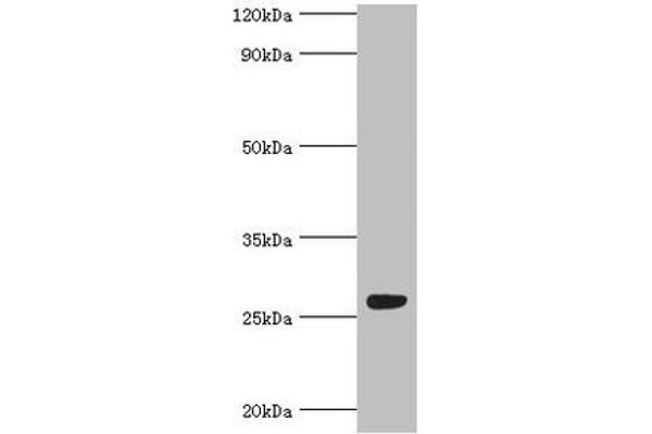 FGFBP1 antibody  (AA 24-234)