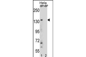 Western blot analysis of anti-JMJD3 Center Pab (AP1022c) in Hela cell line lysates.