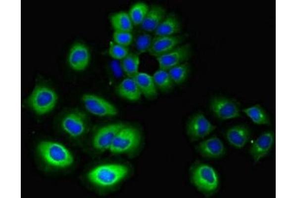 GNGT1 antibody  (AA 2-65)