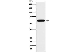 Western blot analysis of TUB1 expression in Neuro-2a cell lysate.