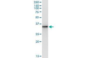 Immunoprecipitation of THTPA transfected lysate using anti-THTPA MaxPab rabbit polyclonal antibody and Protein A Magnetic Bead , and immunoblotted with THTPA purified MaxPab mouse polyclonal antibody (B01P) . (THTPA antibody  (AA 1-230))