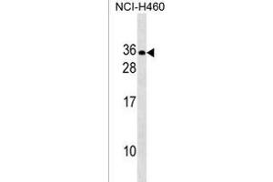 RLN2 Antibody (C-term) (ABIN1536713 and ABIN2838201) western blot analysis in NCI- cell line lysates (35 μg/lane). (Relaxin 2 antibody  (C-Term))