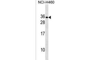 RLN2 Antibody (C-term) (ABIN1536713 and ABIN2838201) western blot analysis in NCI- cell line lysates (35 μg/lane). (Relaxin 2 antibody  (C-Term))