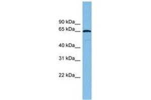 Image no. 1 for anti-E3 ubiquitin-protein ligase RAD18 (RAD18) (AA 251-300) antibody (ABIN6744741) (RAD18 antibody  (AA 251-300))
