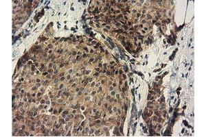 Immunohistochemistry (IHC) image for anti-DnaJ (Hsp40) Homolog, Subfamily A, Member 2 (DNAJA2) antibody (ABIN1497861) (DNAJA2 antibody)