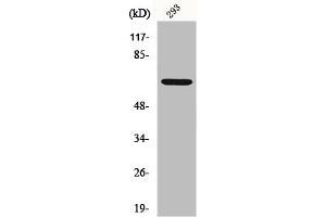 Western Blot analysis of HT29 cells using GNL3L Polyclonal Antibody (GNL3L antibody  (Internal Region))