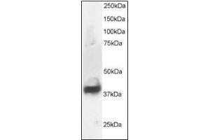 Antibody staining (1 µg/ml) of Human Brain lysate (RIPA buffer, 30 µg total protein per lane).