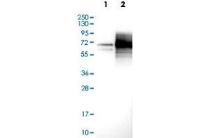 Western Blot (Cell lysate) analysis with MSR1 polyclonal antibody  at 1:100 - 1:250 dilution Lane 1: Negative control (vector only transfected HEK293T lysate) Lane 2: Over-expression lysate (Co-expressed with a C-terminal myc-DDK tag (~3.