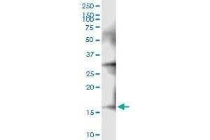 Immunoprecipitation of NDUFA13 transfected lysate using anti-NDUFA13 MaxPab rabbit polyclonal antibody and Protein A Magnetic Bead , and immunoblotted with NDUFA13 MaxPab mouse polyclonal antibody (B02) . (NDUFA13 antibody  (AA 1-144))