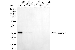 anti-RAB27A, Member RAS Oncogene Family (RAB27A) antibody