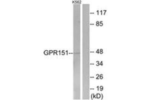 Western blot analysis of extracts from K562 cells, using GPR151 Antibody. (GPR151 antibody  (AA 370-419))