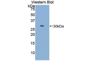 Western Blotting (WB) image for anti-Coagulation Factor XI (F11) (AA 157-389) antibody (ABIN1858747) (Factor XI antibody  (AA 157-389))
