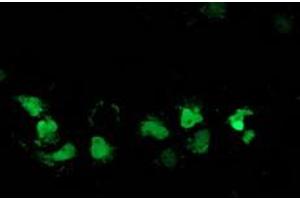Anti-DSTN mouse monoclonal antibody (ABIN2454392) immunofluorescent staining of COS7 cells transiently transfected by pCMV6-ENTRY DSTN (RC203419). (Destrin antibody)
