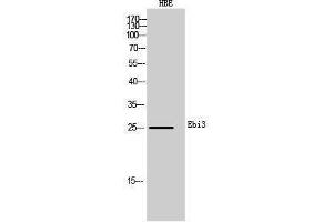 Western Blotting (WB) image for anti-Interleukin-27 subunit beta (IL-27b) (Internal Region) antibody (ABIN3181482) (EBI3 antibody  (Internal Region))