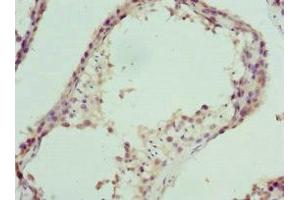 Immunohistochemistry of paraffin-embedded human testis tissue using ABIN7164296 at dilution of 1:100 (Neuropeptide FF antibody  (AA 34-113))