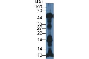 Western Blot; Sample: Rat Heart lysate; Primary Ab: 1µg/ml Rabbit Anti-Mouse NT-ProANP Antibody Second Ab: 0. (PRO-ANP antibody  (N-Term))