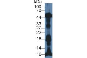Western Blot; Sample: Rat Heart lysate; Primary Ab: 1µg/ml Rabbit Anti-Mouse NT-ProANP Antibody Second Ab: 0. (PRO-ANP antibody  (N-Term))
