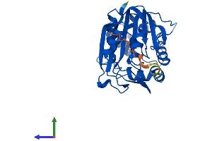 AlphaFold protein structure predicition of Human Recombinant PNMT Protein, UniprotID P11086 (PNMT Protein (AA 1-282) (His tag))