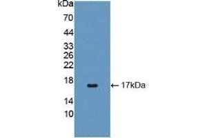 Detection of Recombinant IL4, Canine using Polyclonal Antibody to Interleukin 4 (IL4) (IL-4 antibody  (AA 24-132))