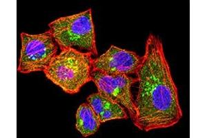 Immunofluorescence analysis of Hela cells using CLL1 mouse mAb (green). (CLEC12A antibody  (AA 65-265))