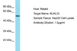 Host: Rabbit Target Name: KLHL33 Sample Tissue: Human HepG2 Whole Cell Antibody Dilution: 1ug/ml (KLHL33 antibody  (N-Term))