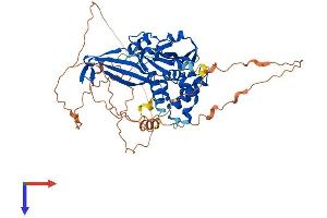 AlphaFold protein structure predicition of Human Recombinant USP17L1 Protein, UniprotID Q7RTZ2 (USP17L1 Protein (AA 1-530) (His tag))
