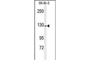 Western blot analysis of ANPEP antibody in SK-Br-3 cell line lysates (35ug/lane) (CD13 antibody  (AA 615-641))