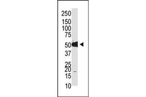 Image no. 1 for anti-tRNA Aspartic Acid Methyltransferase 1 (TRDMT1) (N-Term) antibody (ABIN356589) (Dnmt2 antibody  (N-Term))