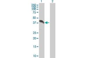 Western Blot analysis of ZFP42 expression in transfected 293T cell line by ZFP42 MaxPab polyclonal antibody. (ZFP42 antibody  (AA 1-310))