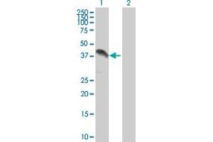 Western Blot analysis of ZFP42 expression in transfected 293T cell line by ZFP42 MaxPab polyclonal antibody. (ZFP42 antibody  (AA 1-310))