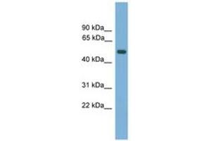 Image no. 1 for anti-Amnionless (AMN) (AA 35-84) antibody (ABIN6746315) (AMN antibody  (AA 35-84))