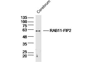 Mouse cerebrum lysates probed with RAB11-FIP2 Polyclonal Antibody, Unconjugated  at 1:300 dilution and 4˚C overnight incubation. (RAB11FIP2 antibody  (AA 331-430))