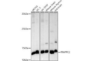 TRAPPC2 anticorps
