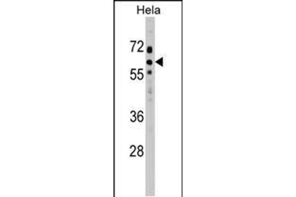 SOCS7 antibody  (C-Term)