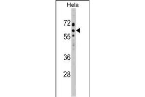 SOCS7 Antibody (C-term) (ABIN1537362 and ABIN2848756) western blot analysis in Hela cell line lysates (35 μg/lane). (SOCS7 antibody  (C-Term))