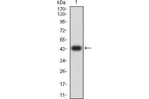 Western blot analysis using TNFSF13B mAb against human TNFSF13B (AA: 116-278) recombinant protein. (BAFF antibody  (AA 116-278))