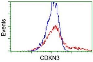 HEK293T cells transfected with either RC213080 overexpress plasmid (Red) or empty vector control plasmid (Blue) were immunostained by anti-CDKN3 antibody (ABIN2455061), and then analyzed by flow cytometry.